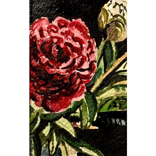 Pfingstrose am Abend 