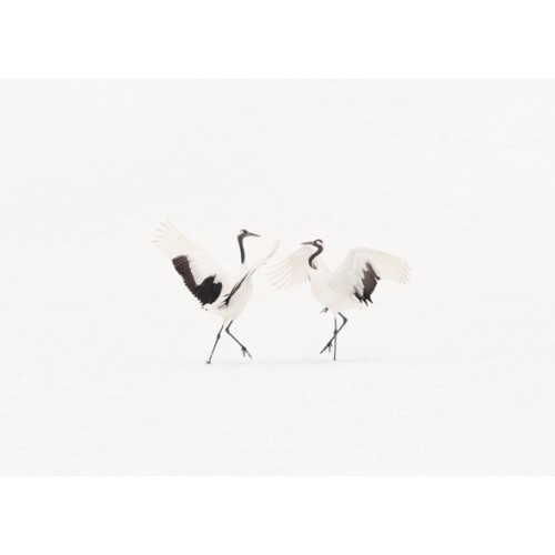 Dancing Cranes I 
