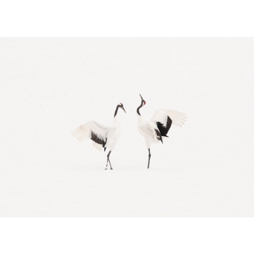 Dancing Cranes III 