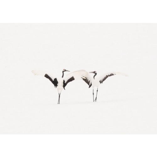 Dancing Cranes VI