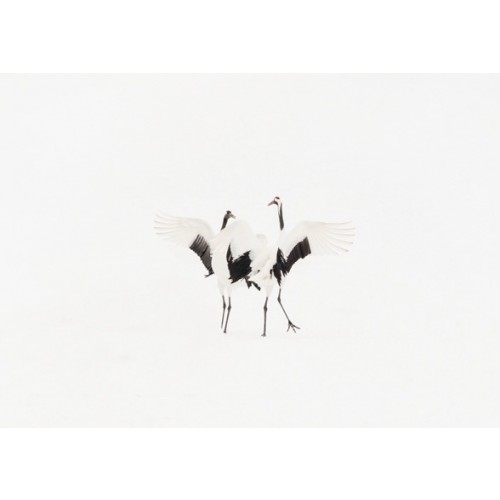 Dancing Cranes VII