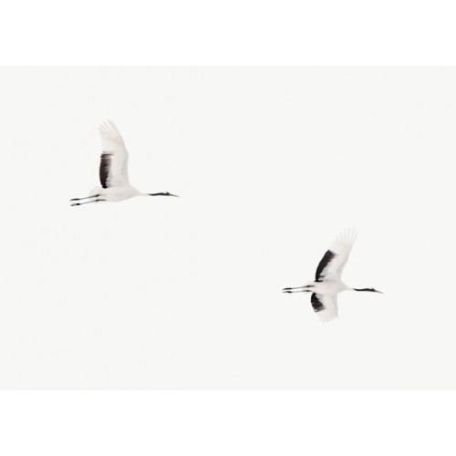 Flying Cranes II
