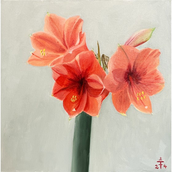 Amaryllis