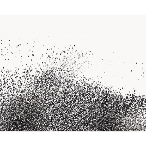 Murmuration IV