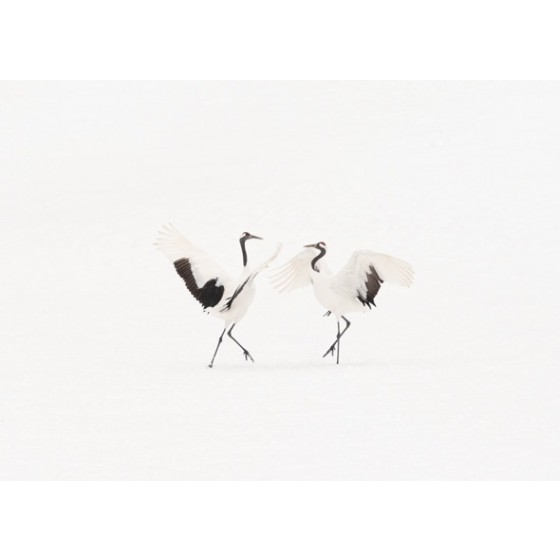 Dancing Cranes I 
