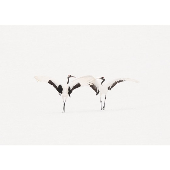 Dancing Cranes VI