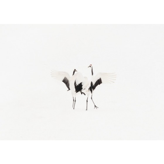 Dancing Cranes VII